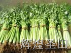 田野里的“綠翡翠” 滕州芹菜的健康密碼與產業新景